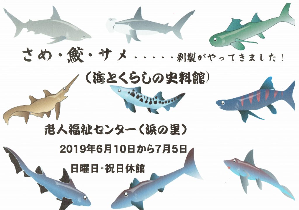 さめ 鮫 サメ 剥製がやってきました 老人福祉センター 浜の里 日本最大級の魚のはく製ミュージアム 海とくらしの史料館